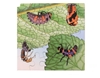 Image sur Puzzle Le cycle de la vie de la coccinelle